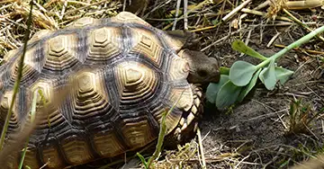 Marla: Unsere neue Patenschaft Patenschildkröte Marla beim Fressen