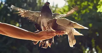 Tauben werden mit der ausgestreckten Hand gefüttert