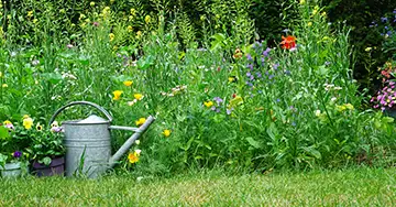 Wildblumenwiese im Garten