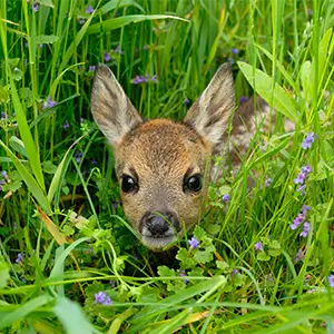 Rehkitz im hohen Gras zur Brut- und Setzzeit