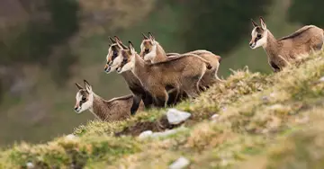 Gämse mit Jungtier im Gebirge