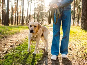 Hund an der Leine beim Waldspaziergang