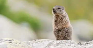 Murmeltier in den Alpen