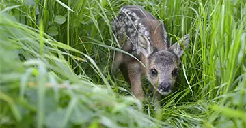 Fuchs rennt über das Feld