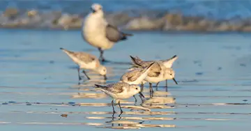 Seevögel bei der Aufzucht