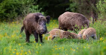 Wildschwein-Frischlinge im Wald
