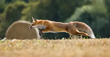 Junger Feldhase auf dem Feld