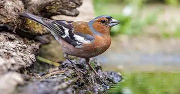 Buchfinkmännchen