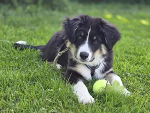 Unser Bürohund Dexter Bürohund Dexter