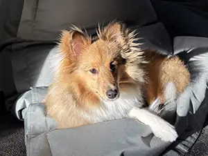 Unsere Bürohündin Koda Bürohündin Koda