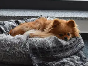Unsere Bürohündin Lilly Bürohündin Lilly