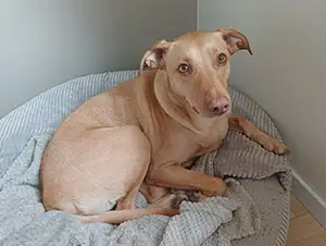 Unser Bürohund Zeus Bürohund Zeus