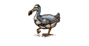 Zeichnung eines bereits ausgestorbenen Dodo