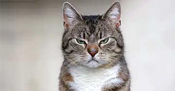 Katze guckt sehr grimmig