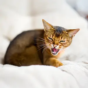 Katze sitzt fauchend im Bett