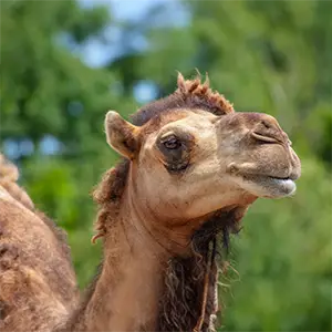 Porträt eines Dromedars auf der Weide