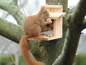 Eichhörnchen frisst