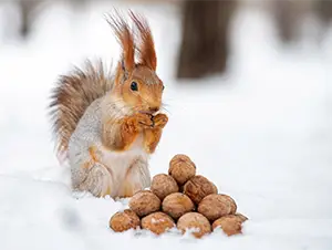 Nahrung und Vorratshaltung bei Eichhörnchen Eichhörnchen auf Futtersuche
