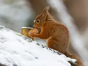 Futter für Eichhörnchen Eichhörnchen frisst