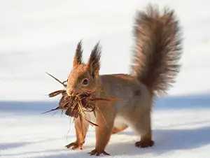 Naturnahe Gartengestaltung Eichhörnchen beim Nestbau