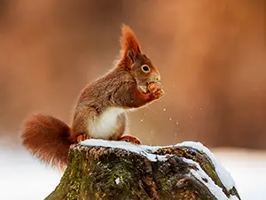 Unterschlupf der Eichhörnchen Eichhörnchen im Unterschlupf