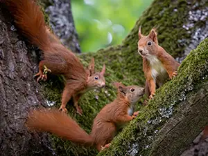 Eichhörnchenfamilie klettert im Baum