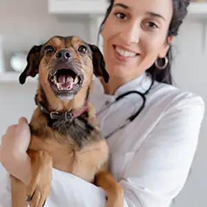 Diese Hunderassen würden Tierärzte empfehlen Glückliche Tierärztin mit gesundem Mischlingshund