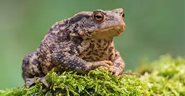 Erdkröte sitzt auf Moos