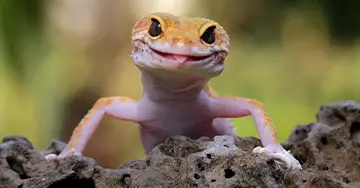 Exotenkrankenversicherung Gekko sitzt auf einem Stein