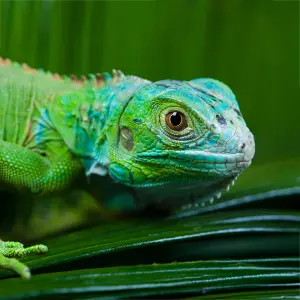 Echsen in der Exotenhaftpflicht Frontalansicht einer Echse