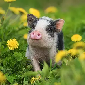 Absicherung für Minischweine: Exotenhaftpflicht Minischwein sitzt mitten auf der Blumenwiese