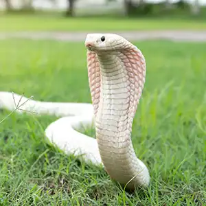 eine ausgebrochene Albino-Kobra im Garten