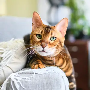 Bengal-Katze abgesichert mit der Exotenhaftpflicht Bengal-Katze liegt auf der Sofalehne