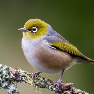 Exotenhaftpflicht für Wildvögel Wildvogel sitzt auf einem Ast