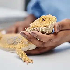 Echsen in der Exotenkrankenversicherung eine Bartagame beim Tierarzt