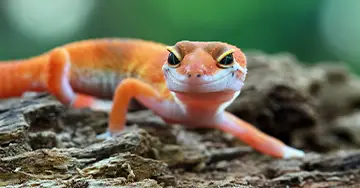 Gekko sitzt auf Kieselsteinen