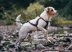 Hund mit Faster-Geschirr beim Spaziergang am Fluss