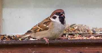 Feldsperling an der Futterstelle