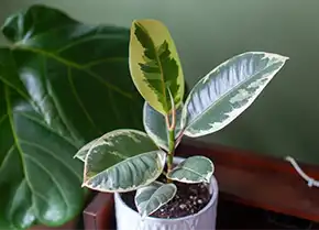 Ficus Ficus