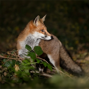 Dem Fuchs auf der Spur Rotfuchs in der Dämmerung