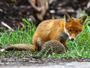 Kann der Fuchs unserem Igelhaus zum Problem werden? Junger Fuchs steht hinter einem Igel