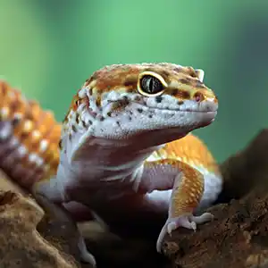 Weniger Tierarztkosten für Dein Chamäleon Leopardgecko auf einem Stück Wurzelholz