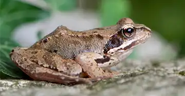 Grasfrosch auf einem Stein