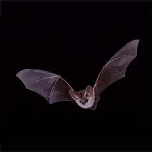 Fledermaus (graues Langohr) bei Nacht