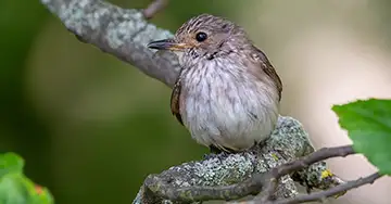 Grauschnäpper sitzt auf einem Ast im Baum