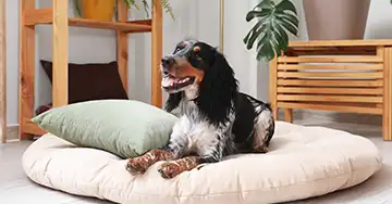 Hund liegt auf seinem großen runden Kissen