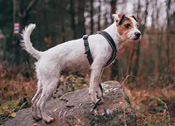 Hund steht auf einem Felsen und trägt ein H-Back-Geschirr