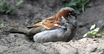 Haussperling beim Staubbad