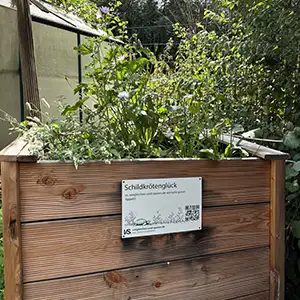 Das Hochbeet bei unserem Besuch im August Das dicht bewachsene Hochbeet im August