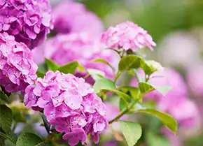 Hortensie Hortensie